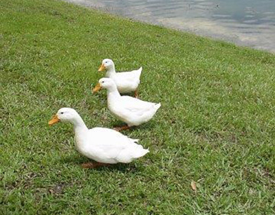 Meadowcrest Duck Pond